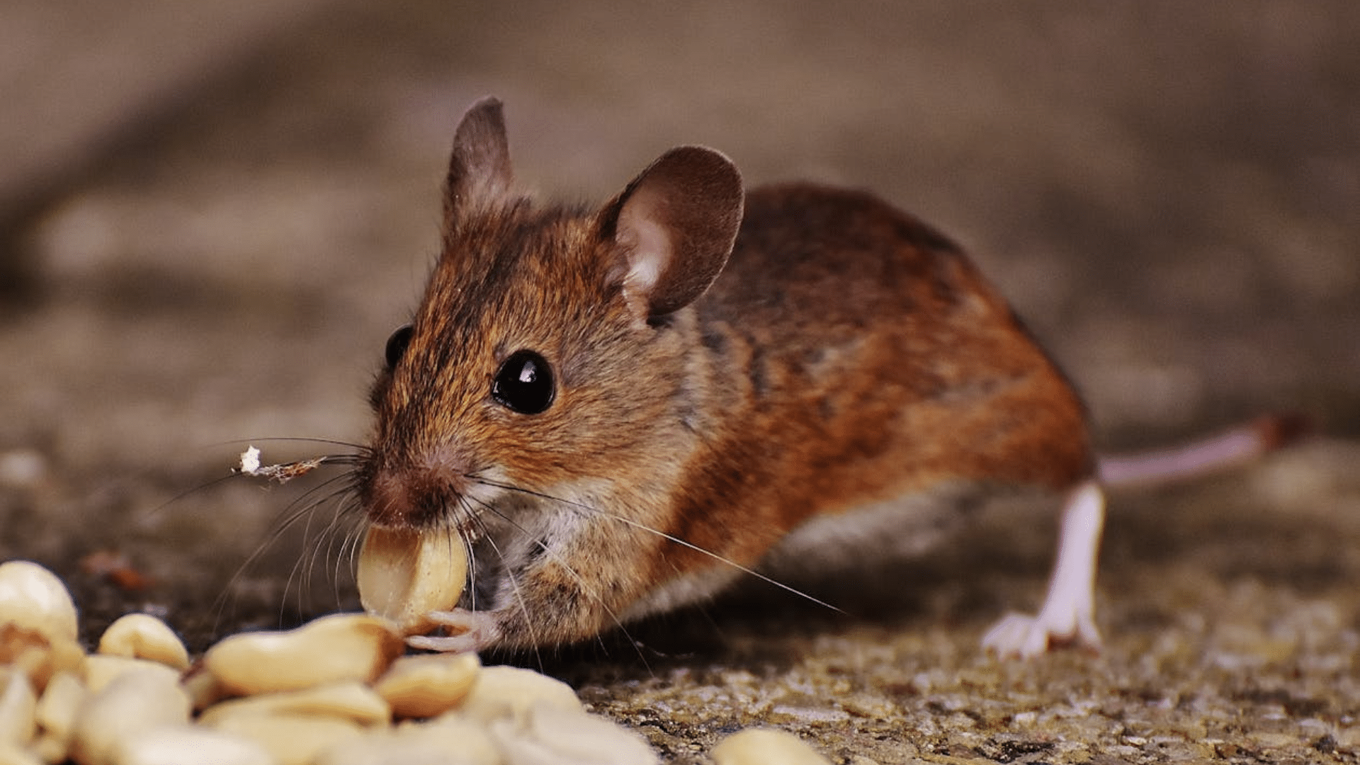 A close-up of a brown wood mouse sitting on gravel and holding a peanut in its paws.