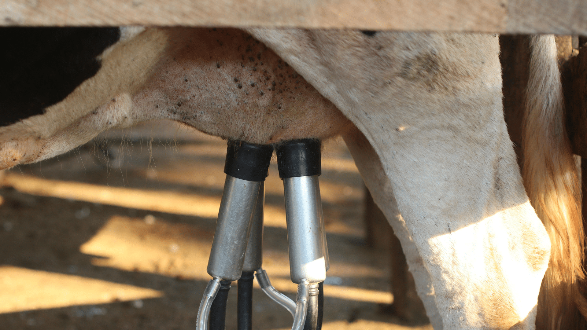 A close-up shot shows a cow being milked with a silver automatic milking machine attached to its udder in a sunlit barn.
