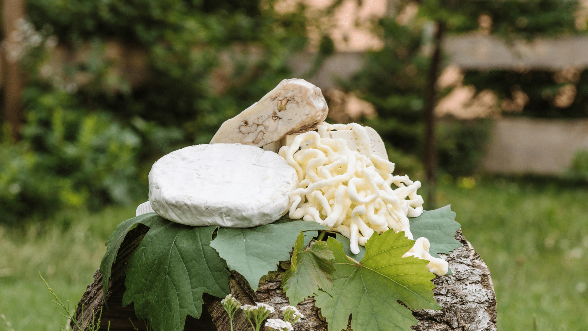 An outdoor display features various fresh cheeses arranged on a hollow log and green leaves, accompanied by a pitcher of milk and a bowl of curd in the grass.