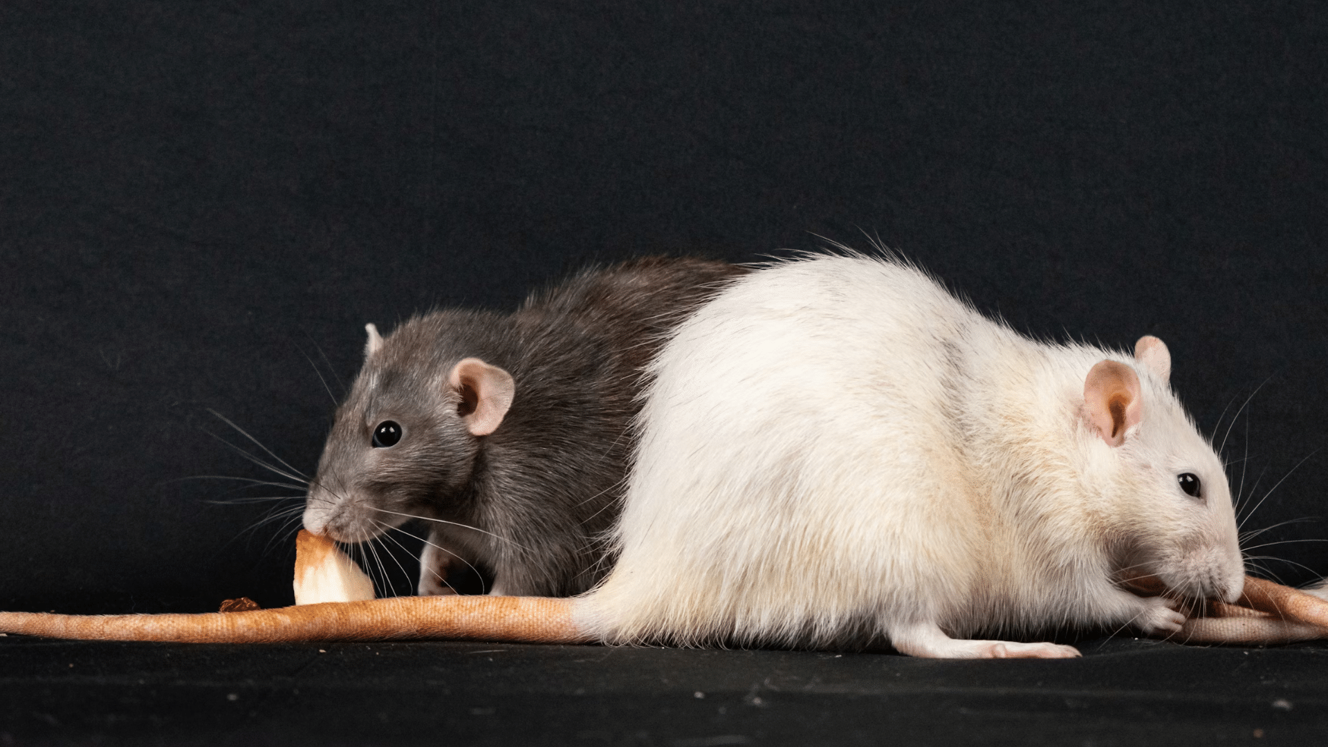 Two pet rats, one dark grey and one white, sitting together on a black surface eating small pieces of food.