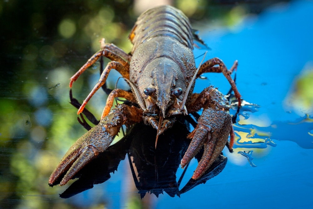 European crayfish on water surface with claws extended and reflection visible.