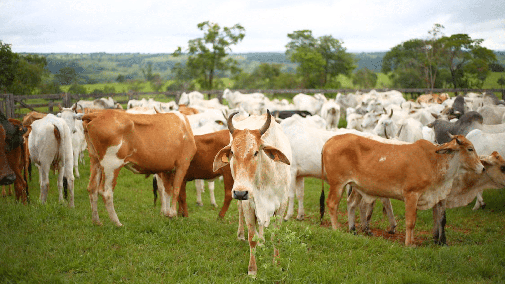 A herd of brown and white cattle standing together in a lush green grassy pasture.