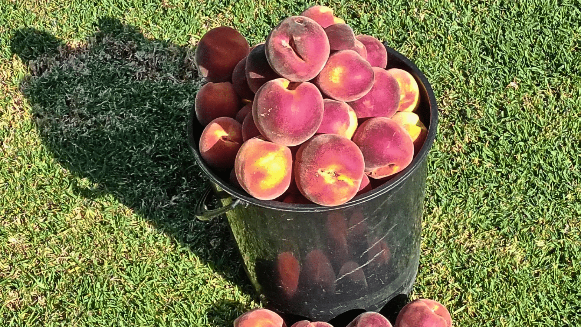Bucket filled with freshly harvested peaches sitting on grass outdoors.