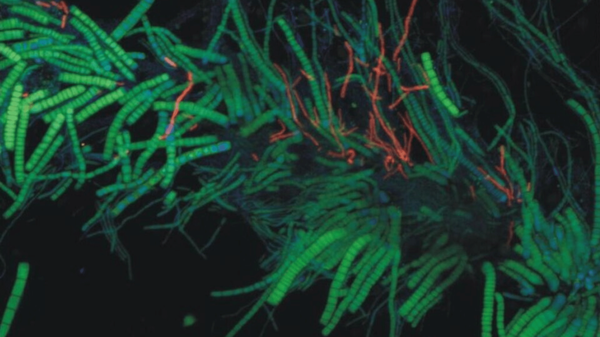 Microscope image showing green and red bacterial filaments.