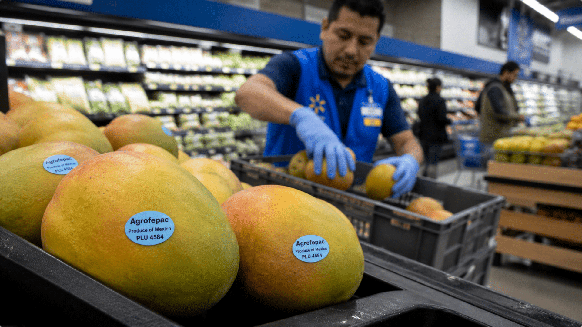 A Walmart employee arranging fresh Agrofepac mangoes on a produce display shelf.