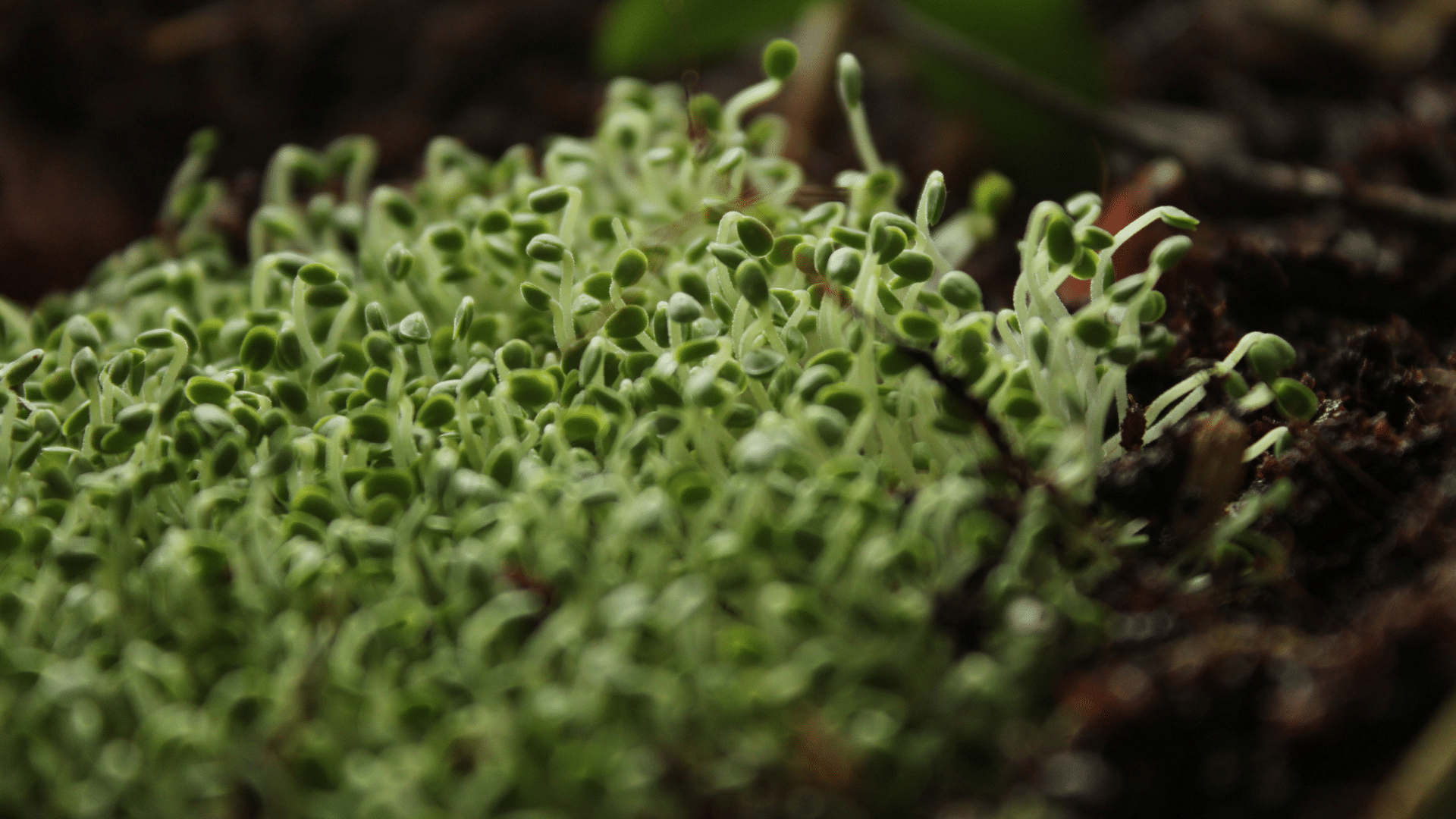 A close-up macro shot displays a dense cluster of tiny, green microgreens sprouting out of dark soil.