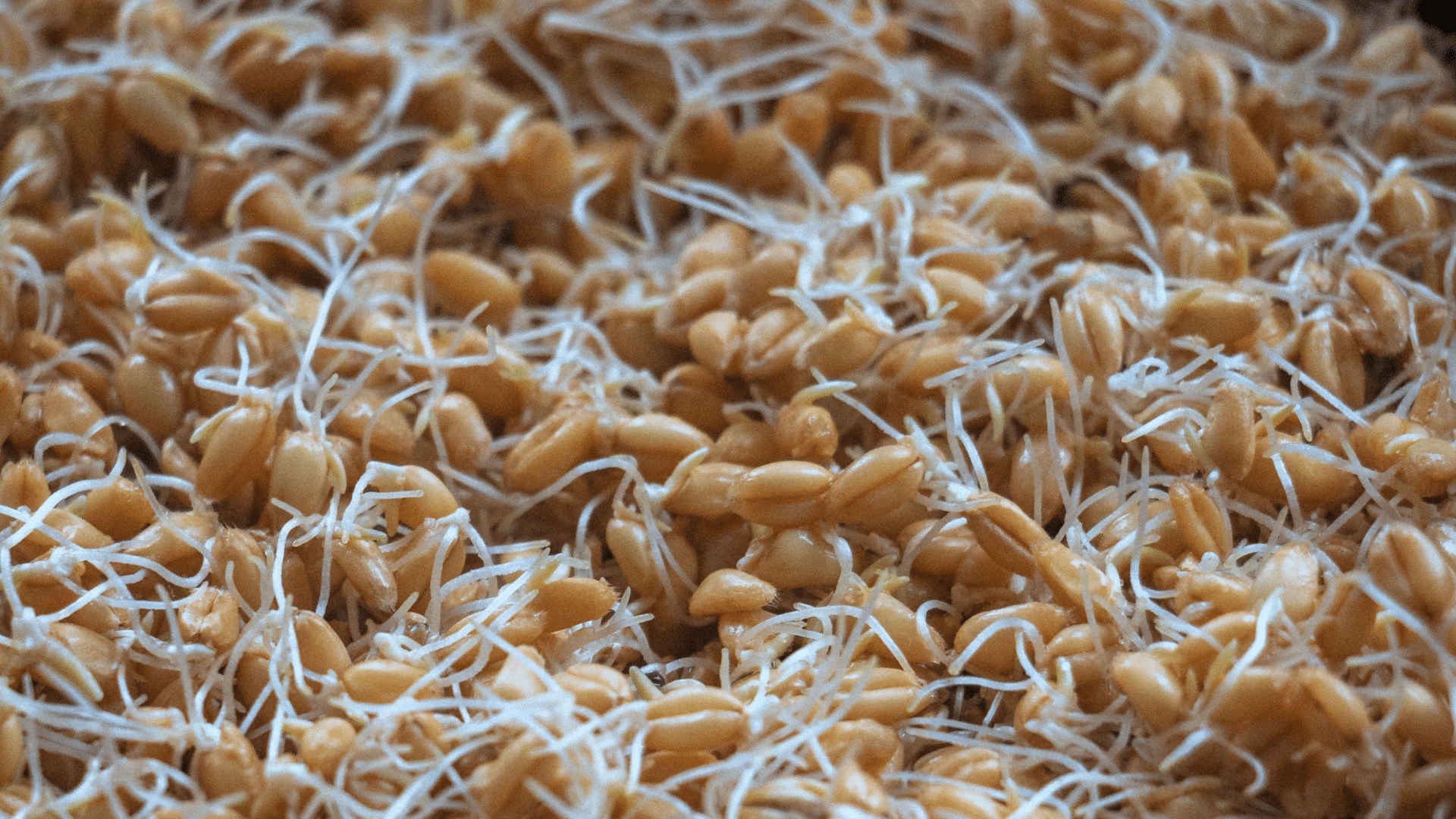 A high-angle shot shows a large wooden bowl filled with sprouted grain seeds with thin white roots emerging from them.