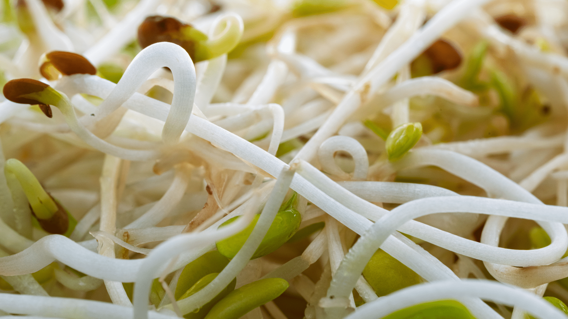 A macro view captures fresh sprouts featuring thin white stems and small green and brown seed husks.
