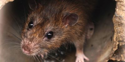 Live rat falls from ceiling and lands on table at Buffalo Wild Wings